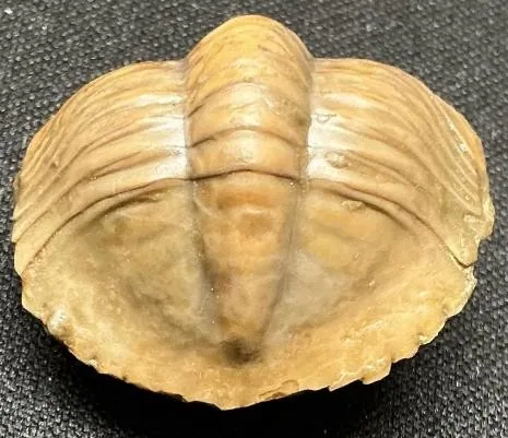 Monkaspis sp. 1 — photo 5