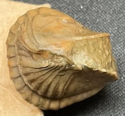 Monkaspis sp. 1 — photo 6