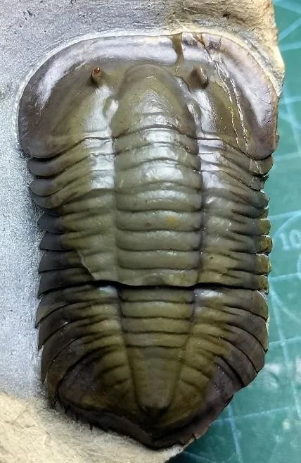 Monkaspis sp. 2