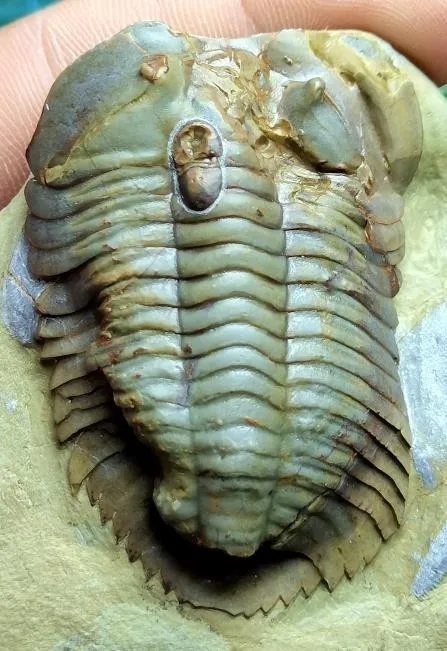 Monkaspis sp. 2 — photo 2