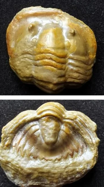 Monkaspis sp. 2 — photo 3