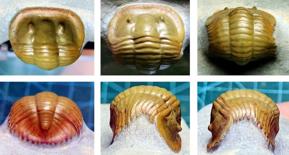 Monkaspis sp. 2 — photo 4