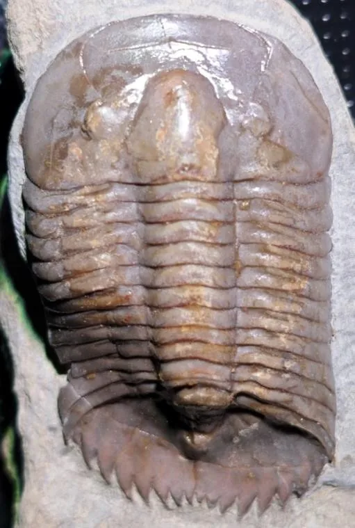 Monkaspis sp. 3