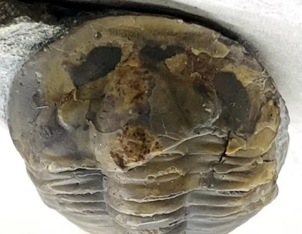 Monkaspis sp. 3 — photo 2