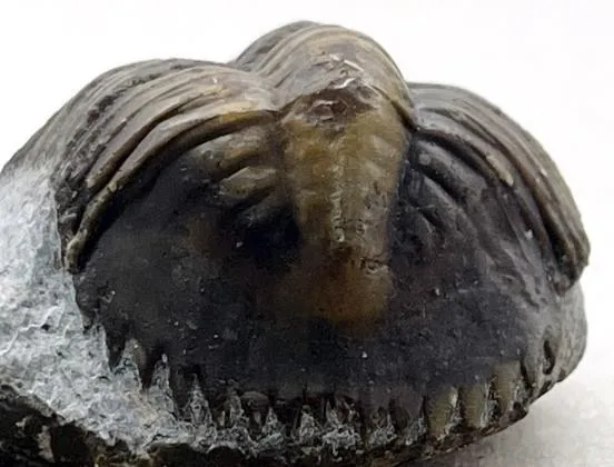 Monkaspis sp. 3 — photo 3