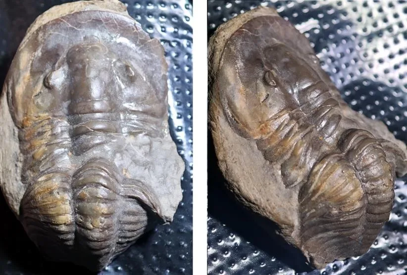 Monkaspis sp. 4