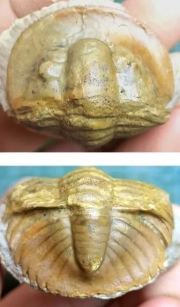 Monkaspis sp. 4 — photo 2