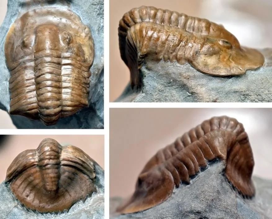 Monkaspis sp. 4 — photo 3