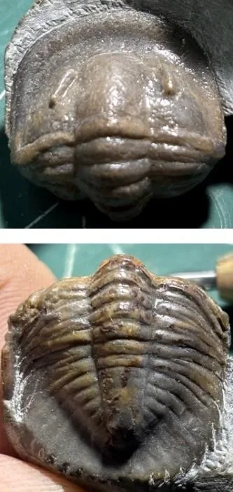 Monkaspis sp. 4 — photo 4