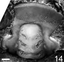 Monkaspis taitzehoensis