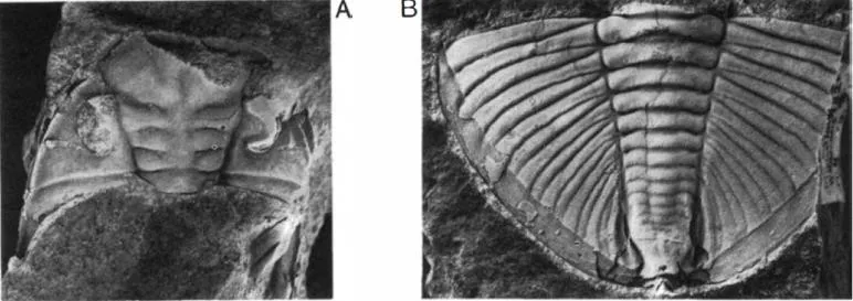 Mucronaspis (Songxites) mucronata