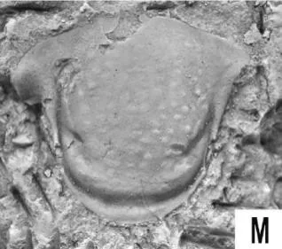 Mucronaspis (Songxites) mucronata — photo 4