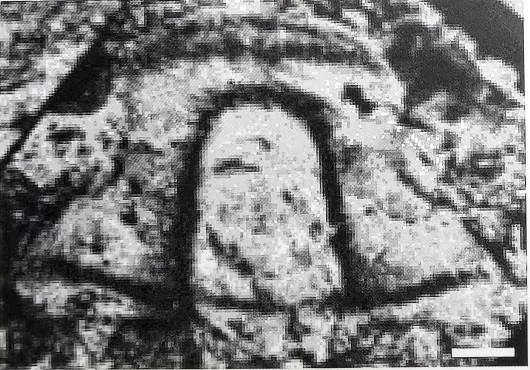 Nangaops danzhaiensis