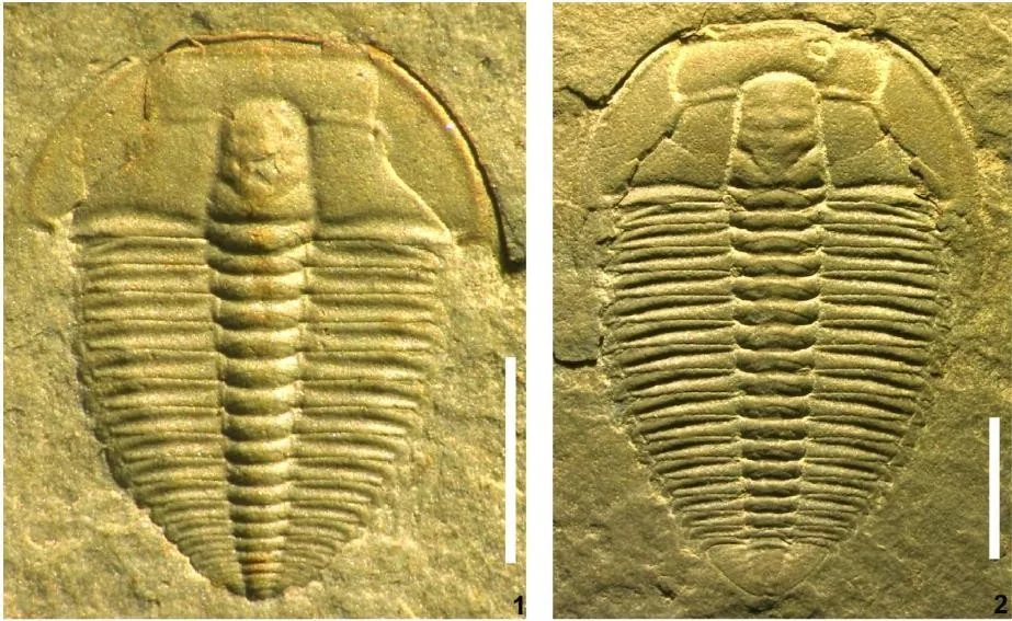 Nangaops danzhaiensis — photo 2