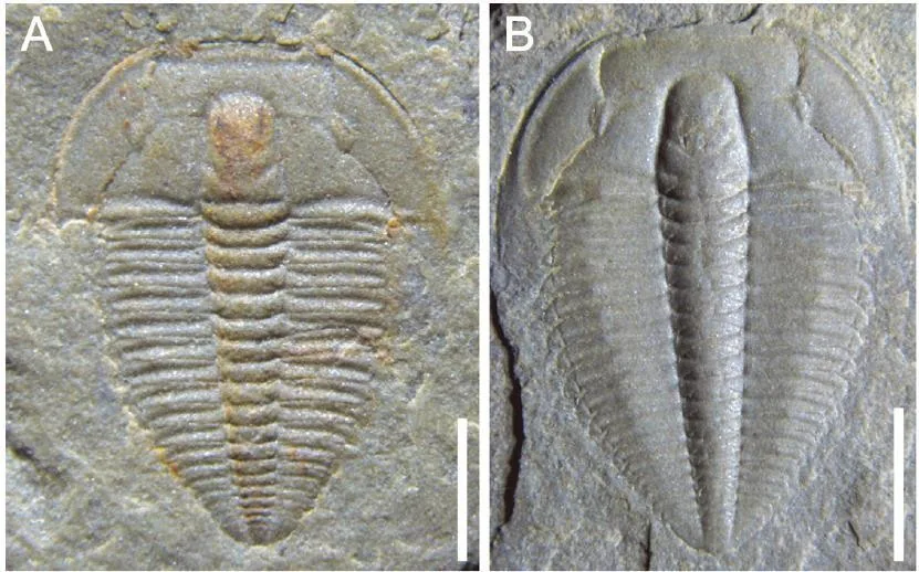 Nangaops danzhaiensis — photo 3
