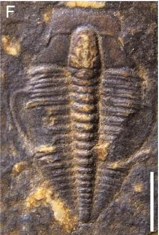 Nangaops danzhaiensis — photo 4