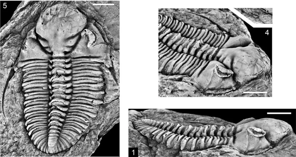Needmorella simoni