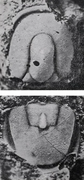 Neoagnostus fengzuensis