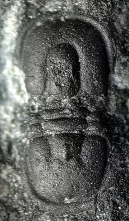 Neoagnostus fengzuensis — photo 3