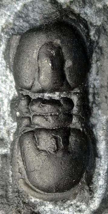 Neoagnostus fengzuensis — photo 4