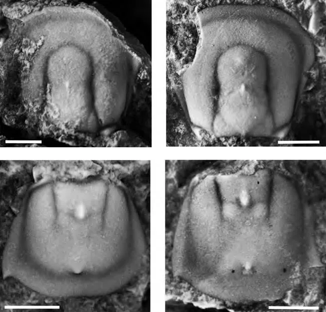 Neoagnostus quadratiformisus
