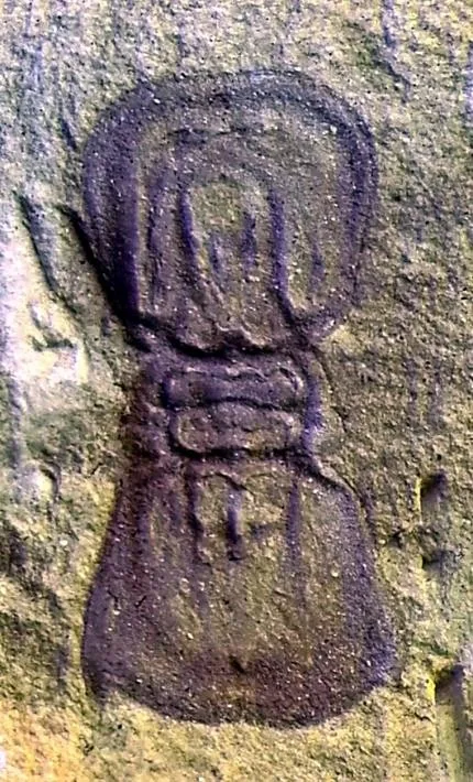 Neoagnostus quadratiformisus — photo 2