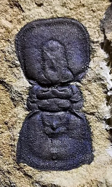 Neoagnostus quadratiformisus — photo 3