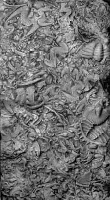 Neodrepanura premesnili