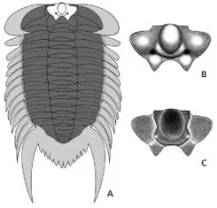 Neodrepanura premesnili — photo 3