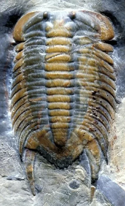 Neodrepanura premesnili — photo 4