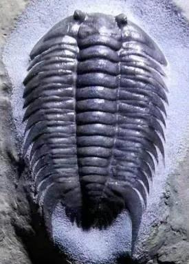 Neodrepanura premesnili — photo 8