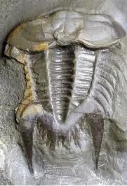 Neodrepanura premesnili — photo 10