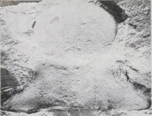 Neopsilocephalina zunyiensis