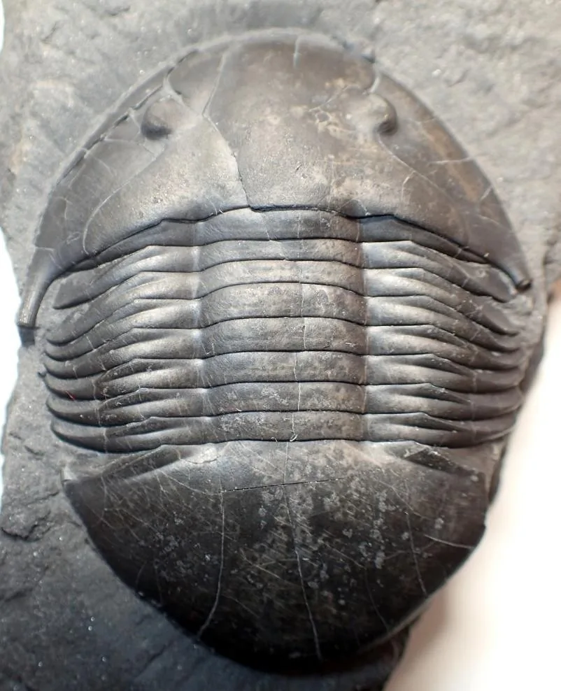 Neopsilocephalina zunyiensis — photo 4