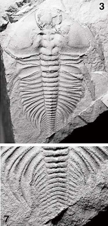 Nephrolenellus geniculatus