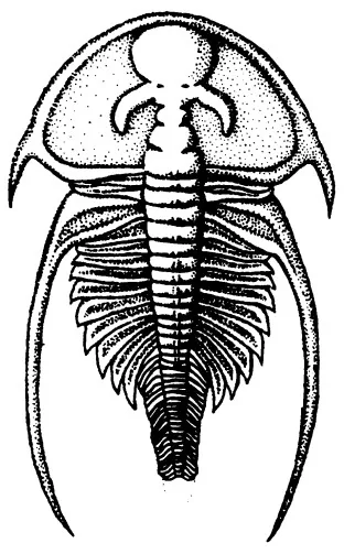 Nephrolenellus geniculatus — photo 2