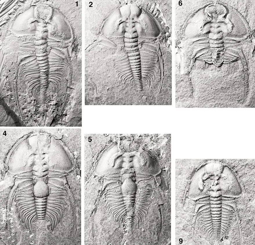 Nephrolenellus geniculatus — photo 4