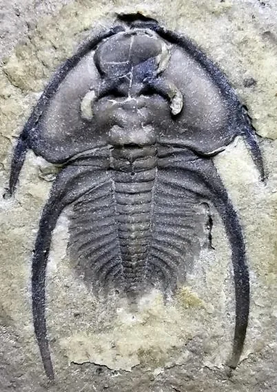 Nephrolenellus geniculatus — photo 5