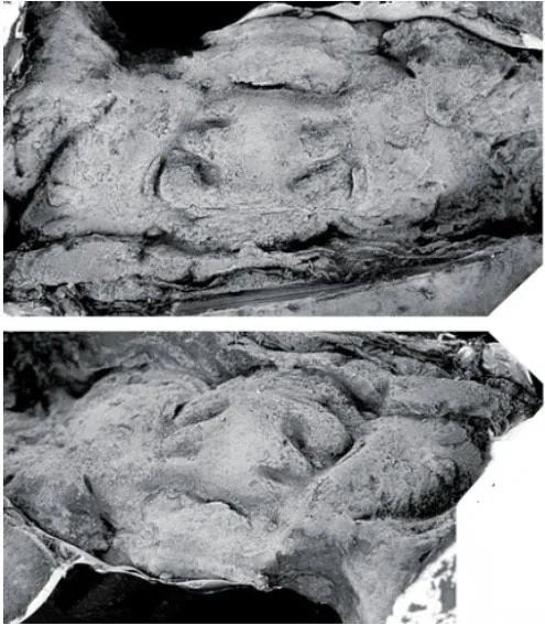 Neseuretinus birmanicus