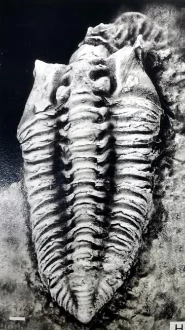 Neseuretinus birmanicus — photo 3