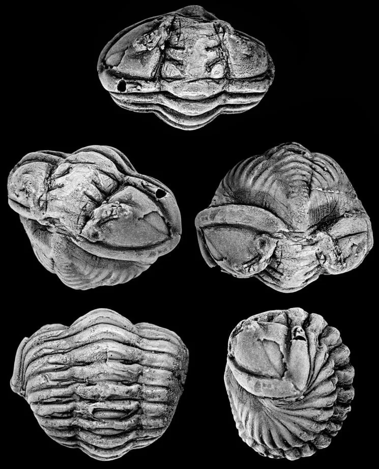 Neseuretus paronai