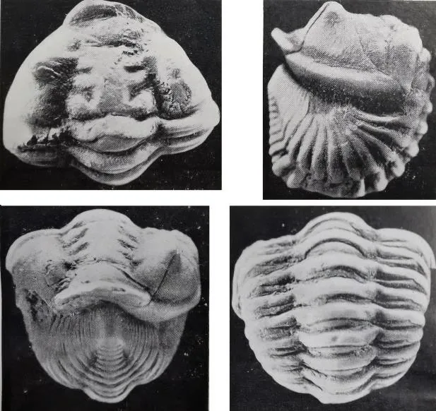 Neseuretus paronai — photo 2