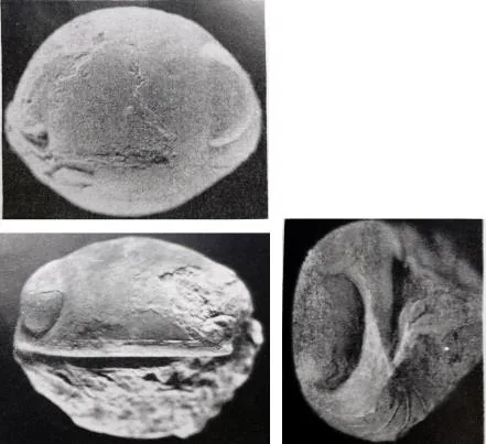 Nileus armadilloformis