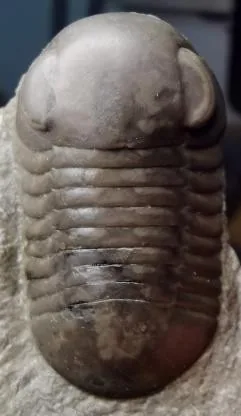 Nileus armadilloformis — photo 3