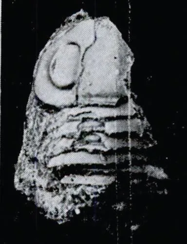 Nileus walcotti