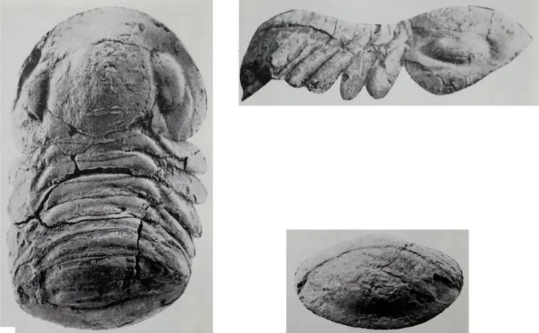 Nileus walcotti — photo 2