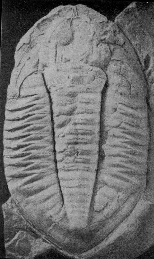 Niobe huangnigangensis