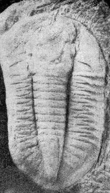 Niobe huangnigangensis — photo 2
