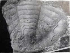 Niobe yangtzeensis