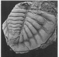 Niobe yangtzeensis — photo 4